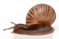 Lissachatina craveni juvenil
